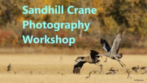 Sandhill Crane Photography Workshop