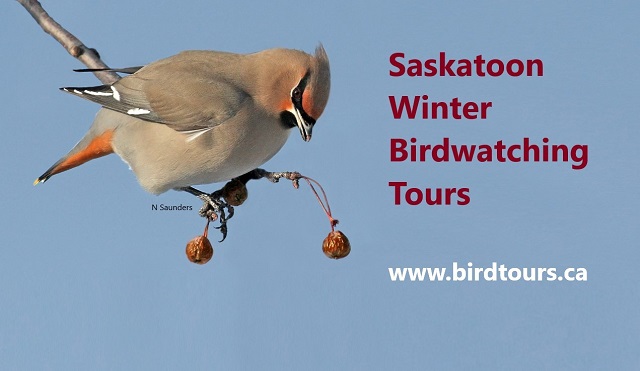 Saskatoon Winter Birdwatching Tour 2024