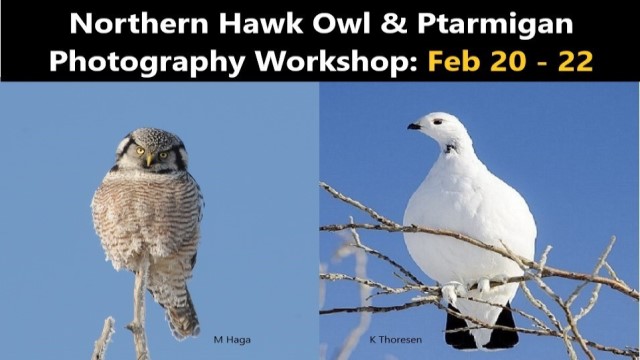 Northern Hawk Owl & Ptarmigan Photography Workshop