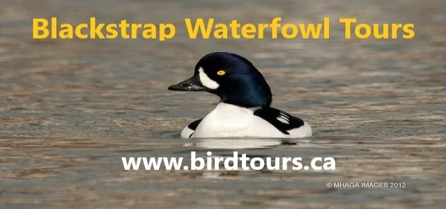 Blackstrap Waterfowl Tour