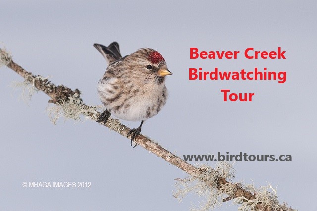 Beaver Creek Birdwatching Tour