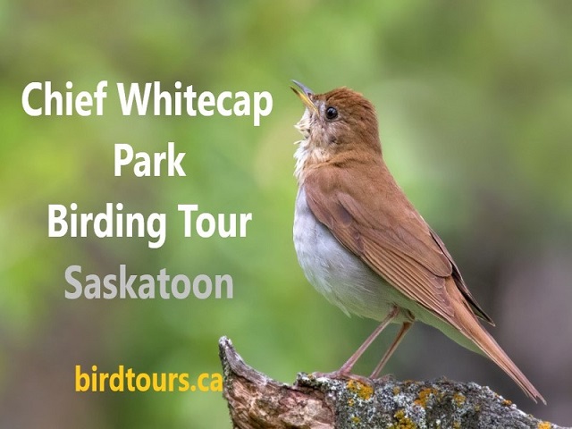 Chief Whitecap Birdwatching Tour
