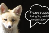 Support Living Sky Wildlife Rehabilitation on Giving Tuesday