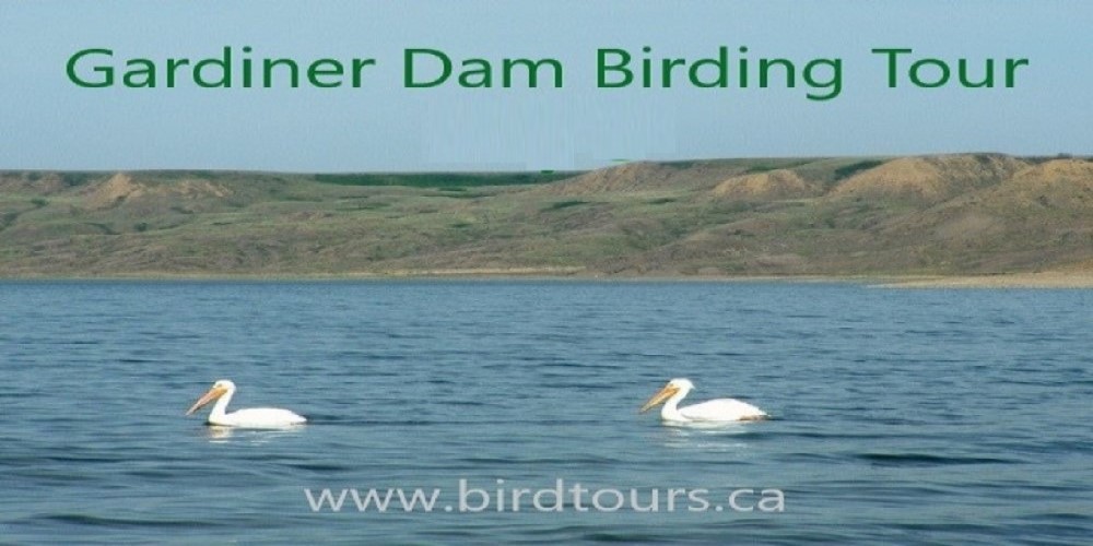 Gardiner Dam Birding Tour