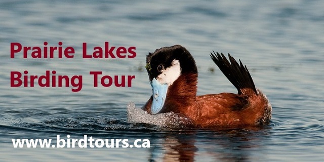 Prairie Lakes Birdwatching and Bird Photography Tour 2024