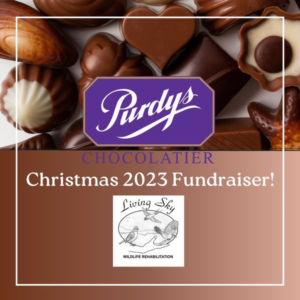 Great Purdys Chocolate Fundraiser Christmas 2023