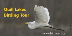 Quill Lakes Bird Tour