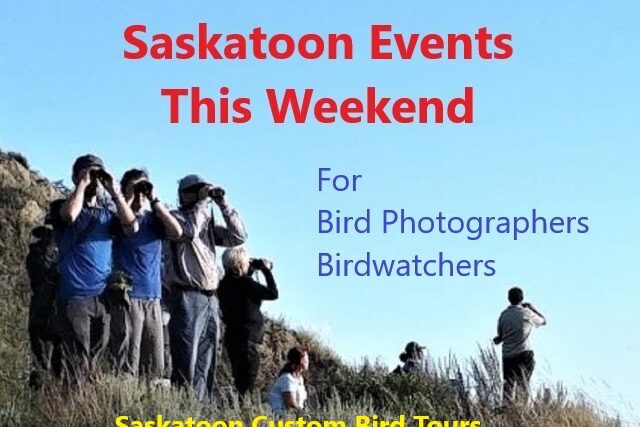 Top 5 Saskatoon Events This Weekend for Birdwatchers and Bird Photographers
