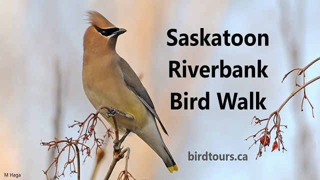 Saskatoon Riverbank Birdwatching Tour 2024