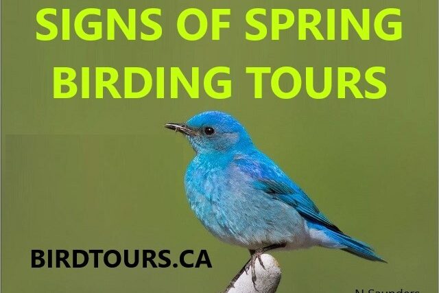 Signs of Spring Birdwatching Tour 2024
