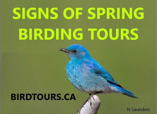 Signs of Spring Birdwatching Tour