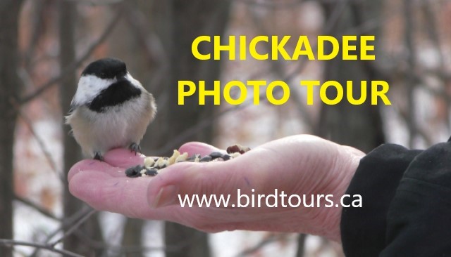 Chickadee 2-hour Photography Tour 2024