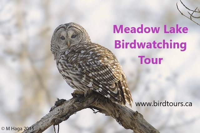 Meadow Lake Park Birdwatching Tour