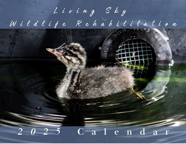 2025 Living Sky Wildlife Rehabilitation Calendar