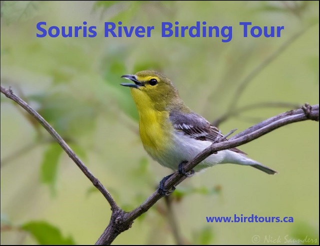 Souris River Birding Tour