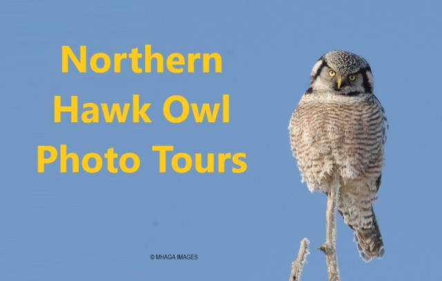 Northern Hawk Owl Photo Tours