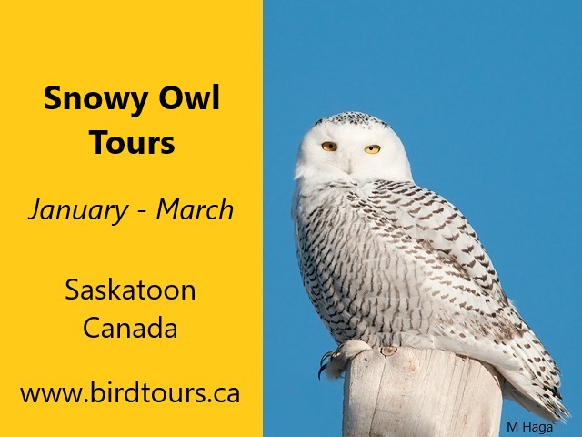Snowy Owl Tours