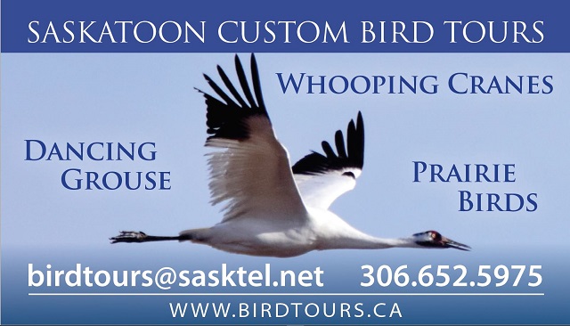 Saskatoon Custom Bird Tours Phone 306.652.5975