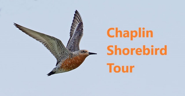 Chaplin Shorebird Tours