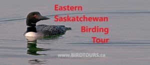 Eastern Saskatchewan Birding Tour