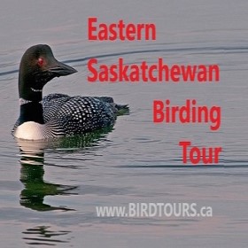Eastern Saskatchewan Birding Tour