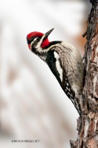 Red-naped Sapsucker