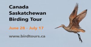 Saskatchewan Summer Birding Tour: June 28 - July 17