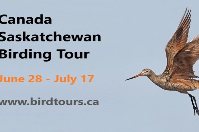 Saskatchewan Summer Birding Tour June 28 – July 17, 2024