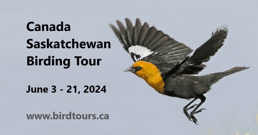 Canada Saskatchewan Birding Tour