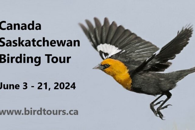 Saskatchewan Spring Birding Tour June 3 – 21, 2024