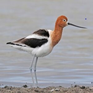 Saskatoon Shorebirds Tour