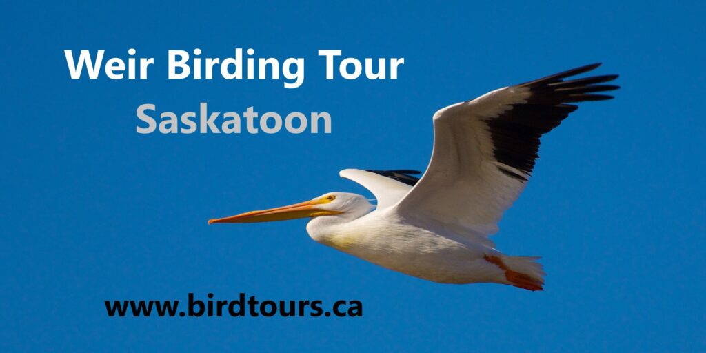 Saskatoon Weir Bird Tour 2024 - Living Sky Wildlife Rehabilitation