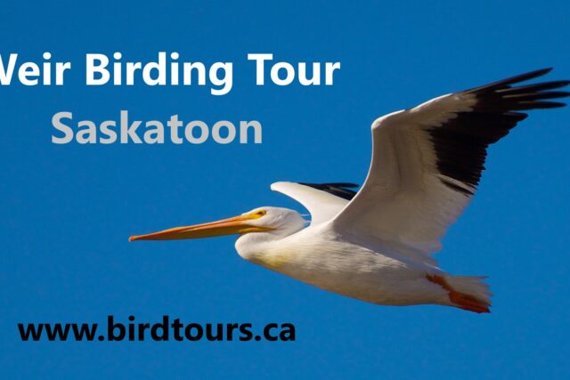 Saskatoon Weir Bird Tour 2024