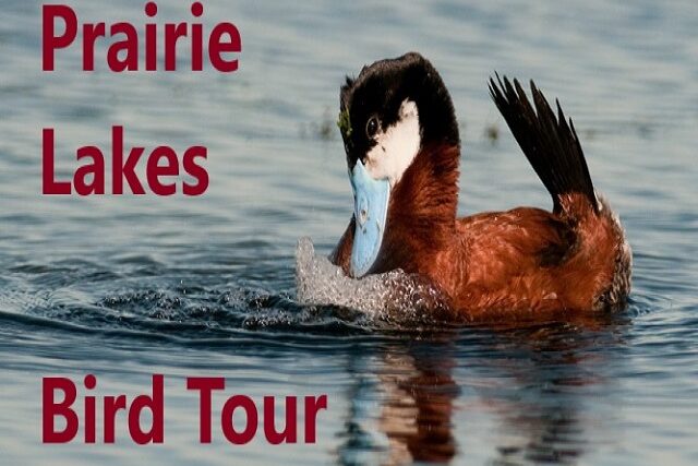 Prairie Lakes Birding and Bird Photography Tour 2024