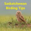 Saskatchewan Birding Tips 2024 - Living Sky Wildlife Rehabilitation