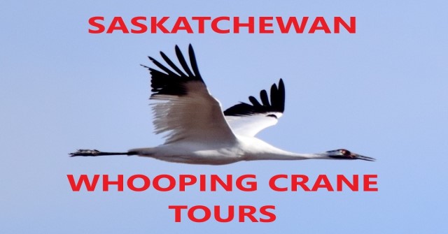 Saskatchewan Whooping Crane Tours
