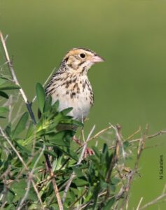 Baird's Sparrow