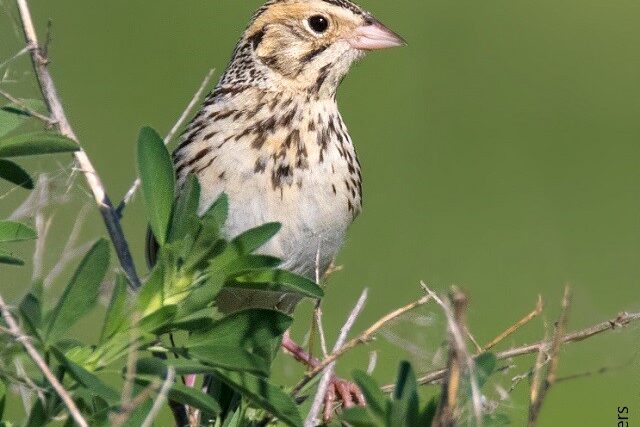 Baird's Sparrow