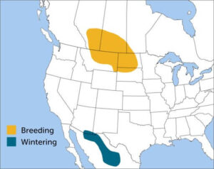 Baird's Sparrow Range