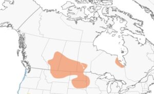 Marbled Godwit Breeding Range