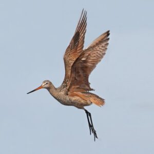 Marbled Godwit