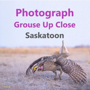 Photograph dancing Sharp-tailed Grouse up close