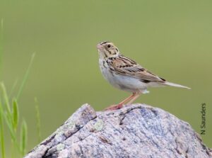 Another Baird's Sparrow