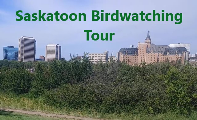 Saskatoon Birdwatching Tour