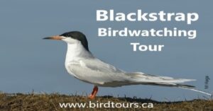 Blackstrap Birdwatching Tour - Saskatoon