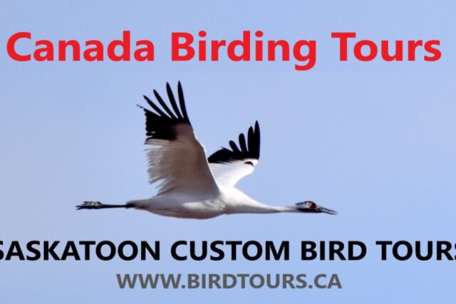 CANADA BIRDING TOURS – 40 Great Tours for Birdwatchers and Bird Photographers