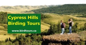Cypress Hills Birding Tours