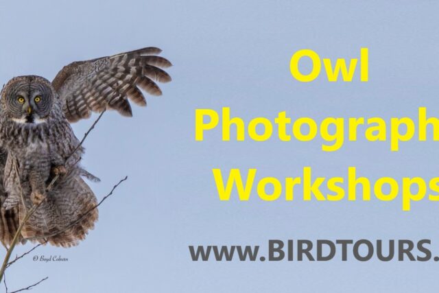 Owl Photography Workshops in Canada: 2024 – 2025