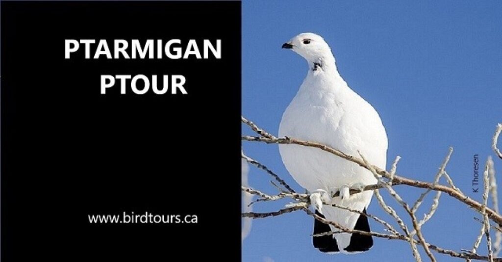 Ptarmigan Photography Tour - Saskatchewan