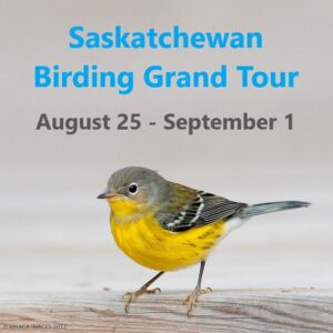 Saskatchewan Late Summer Birding Tour